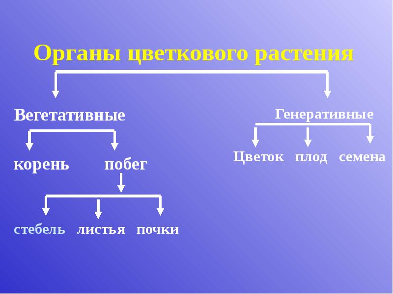Органы цветкового растения
Вегетативные
корень побег
Органы цветкового растения
Вегетативные
корень побег