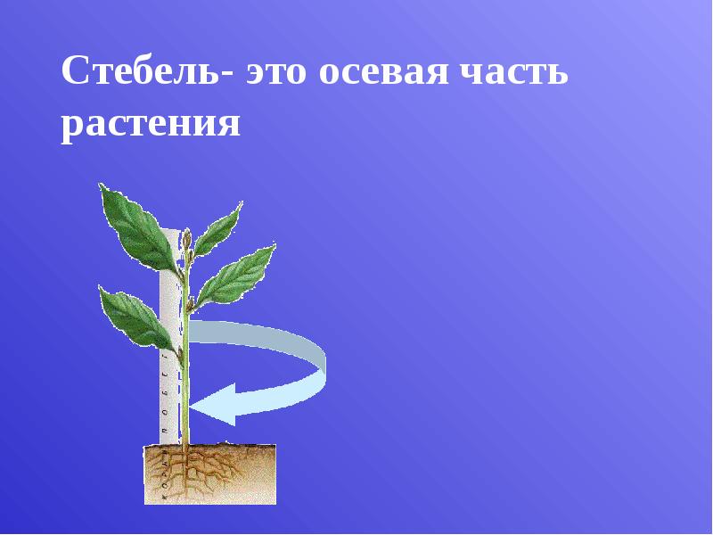 Стебель- это осевая часть растения Стебель- это осевая часть растения