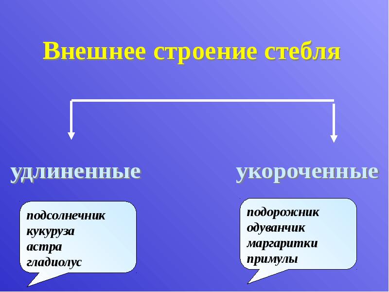 Внешнее строение стебля
удлиненные Внешнее строение стебля
удлиненные