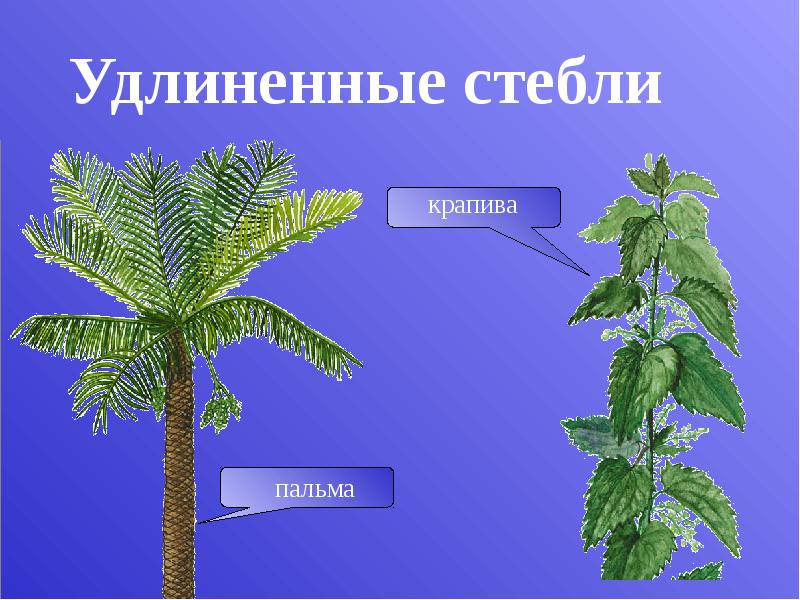 Удлиненные стебли Удлиненные стебли