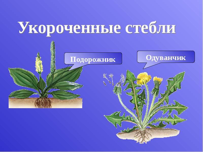 Укороченные стебли Укороченные стебли