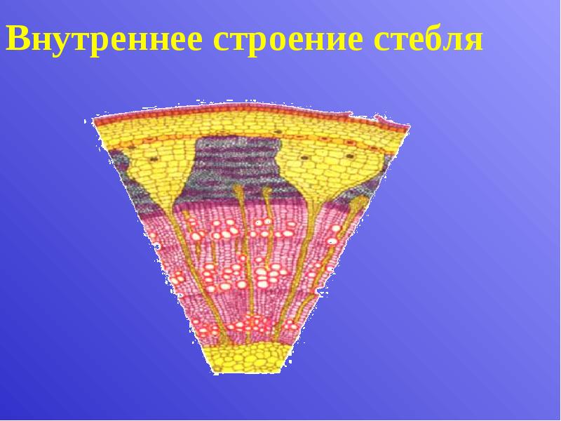 Внутреннее строение стебля Внутреннее строение стебля