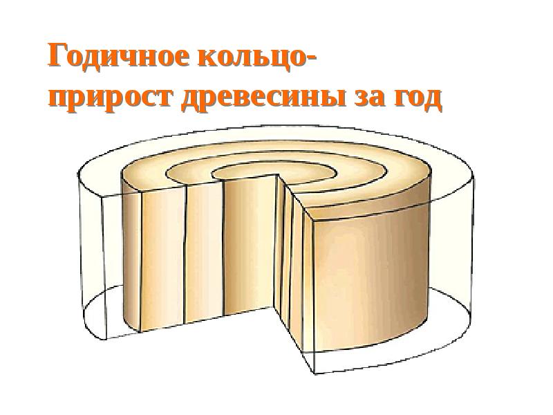 Годичное кольцо- прирост древесины за год Годичное кольцо- прирост древесины за год