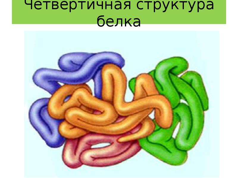 Четвертичный белок. Четвертичная структура белков. Клубок белков из пластилина. Белок биология из пластилина.