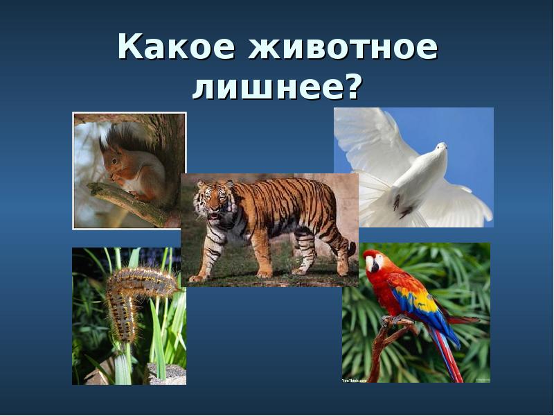 Вирус растение животное что лишнее и почему. Какое животное лишнее. У какого животного лишняя рука.