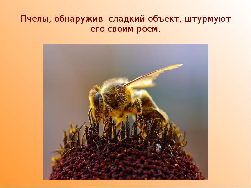 Пчелы, обнаружив сладкий объект, штурмуют его своим роем.
