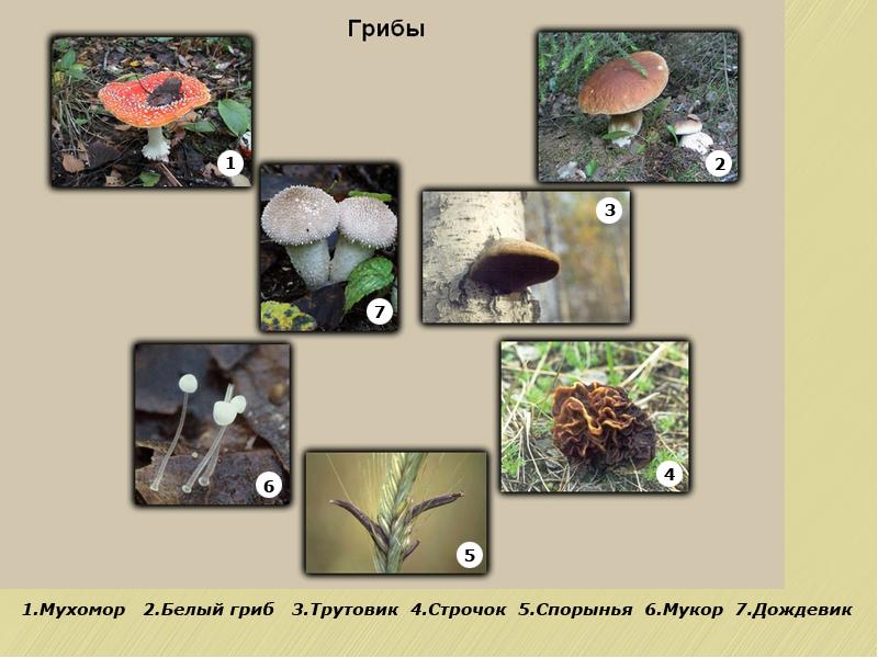 Грибы презентация 6 класс