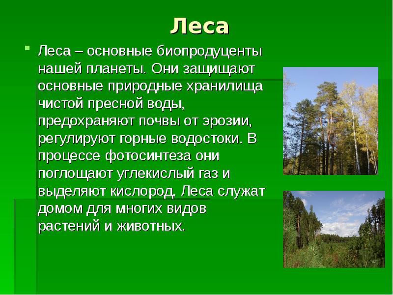 Основные леса