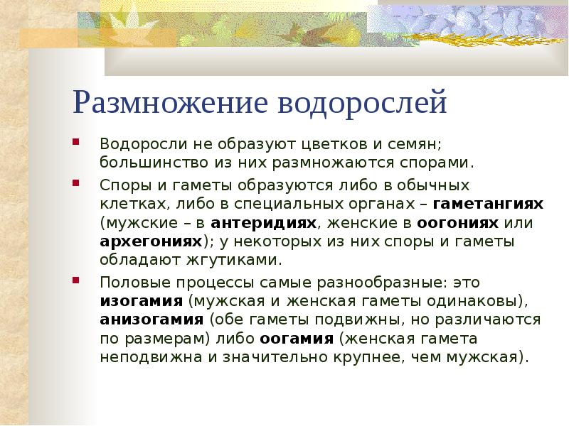 Споры водорослей. Водоросли размножаются семенами. Размножение водорослей спорами. Водоросли размножение спорами или семенами. Водоросли могут размножаться спорами.