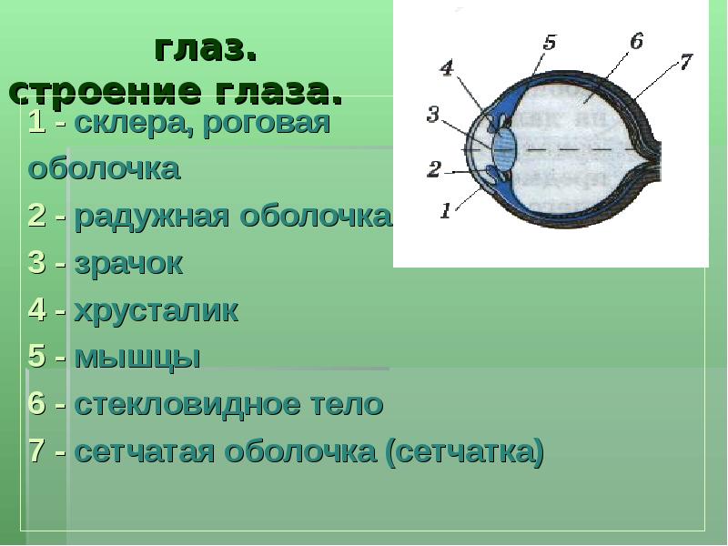 Каким номером на рисунке обозначена склера. Строение и функции глаза. Презентация на тему строение глаза. Строение Радужки. Сетчатая оболочка глаза 6.