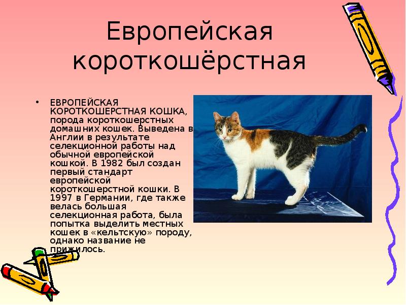 Презентация моя кошка