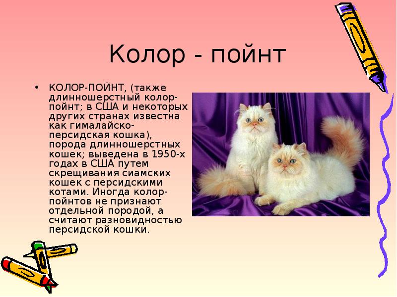 Породы кошек презентация