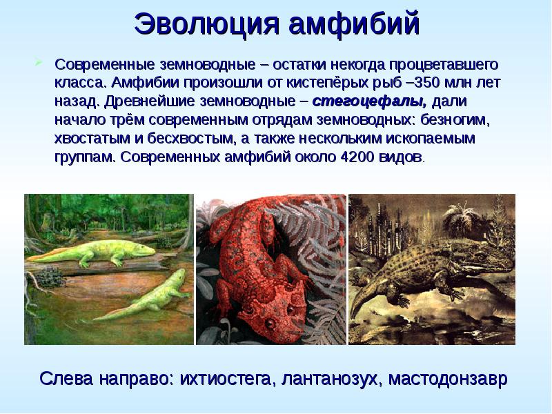 Эволюция амфибий  Современные земноводные – остатки некогда процветавшего класса. Амфибии