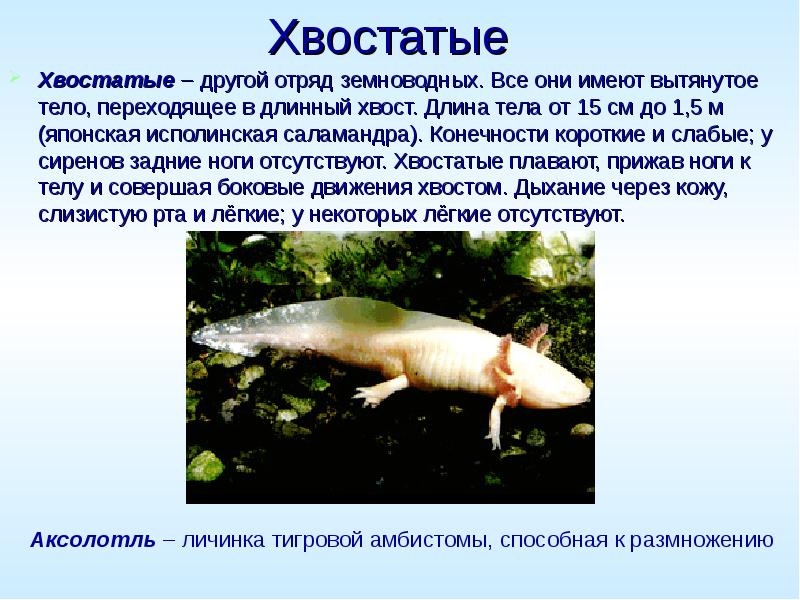 Хвостатые  Хвостатые – другой отряд земноводных. Все они имеют вытянутое