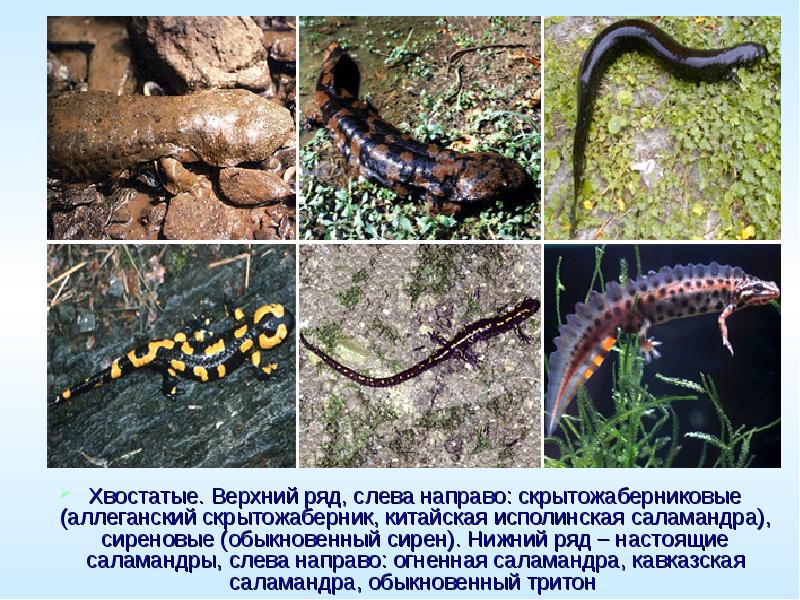Хвостатые. Верхний ряд, слева направо: скрытожаберниковые (аллеганский скрытожаберник, китайская исполинская саламандра),