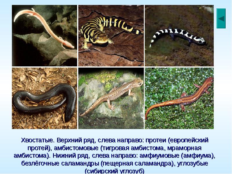 Хвостатые. Верхний ряд, слева направо: протеи (европейский протей), амбистомовые (тигровая амбистома,