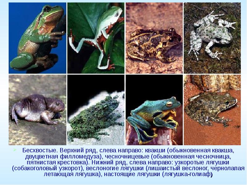 Бесхвостые. Верхний ряд, слева направо: квакши (обыкновенная квакша, двуцветная филломедуза), чесночницевые