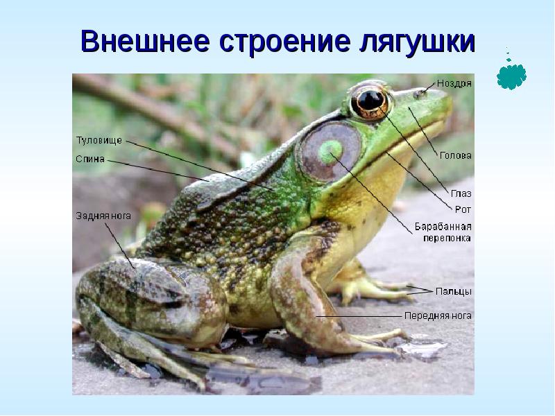 Внешнее строение лягушки
