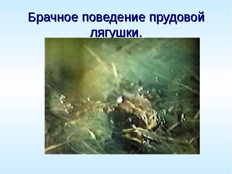 Брачное поведение прудовой лягушки.