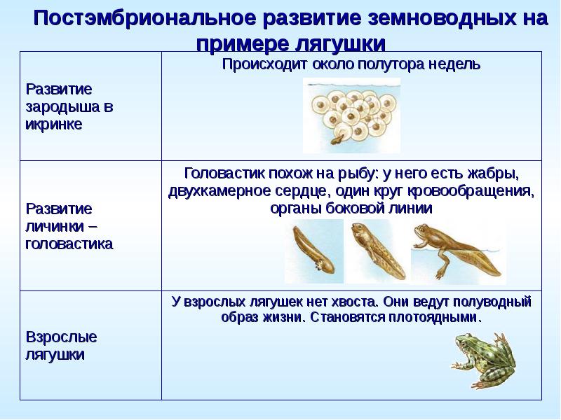 Сходства в размножении земноводных и рыб. Схема развития земноводных биология 7 класс. Стадии личинок развитие лягушки. Стадии развития земноводных 7 класс биология. Размножение и развитие лягушки таблица.