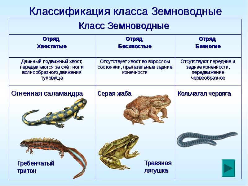 Классификация класса Земноводные