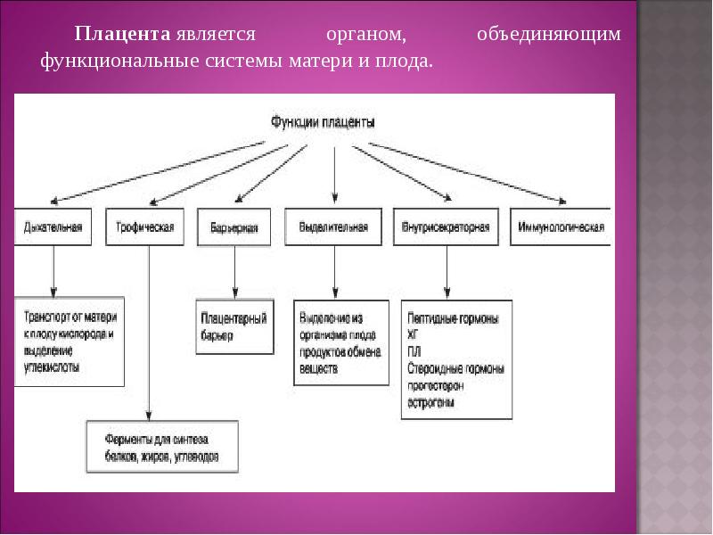 Презентация мать плацента плод