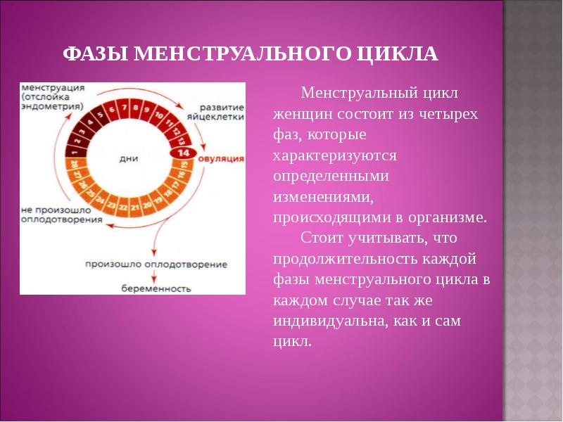 Пол цикла. Фазы цикла менструационного цикла. Цикличность этапов менструационного цикла. 2 Цикл менструационного цикла. Пролиферативная фаза менструационного цикла.