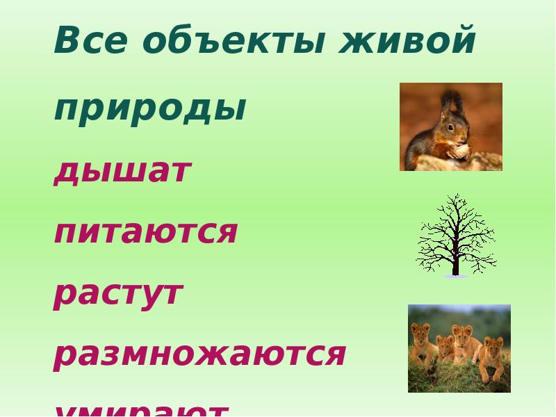 Живая неживая природа презентация