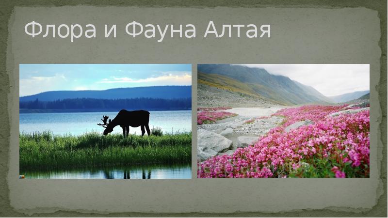 Флора и фауна презентация