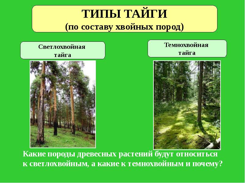 Какие виды лесов существуют. Типы тайги. Типы тайги в России. Виды лесов Тайга. Таежные виды.