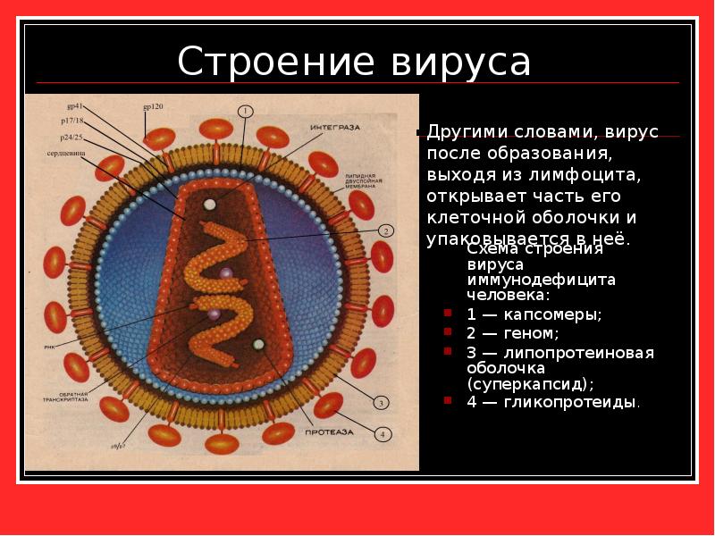 Строение вируса  	Схема строения вируса иммунодефицита человека: 1 — капсомеры;