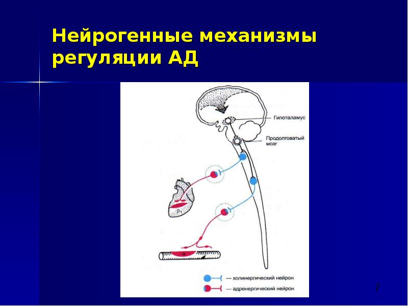 Механизмы регуляции. Нейрогенные механизмы регуляции ад. Нейрогенная регуляция. Нейрогенный механизм артериальной гипертензии. Нейрогенный механизм.