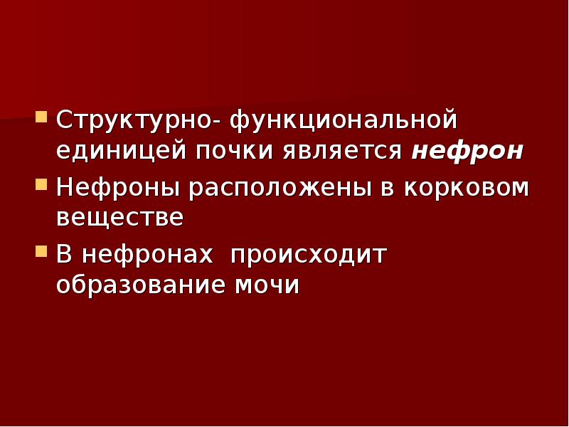 Что является функциональной единицей почки. Целостной структурной единицей почки является.