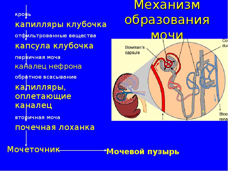 Органы выделения 8 класс презентация