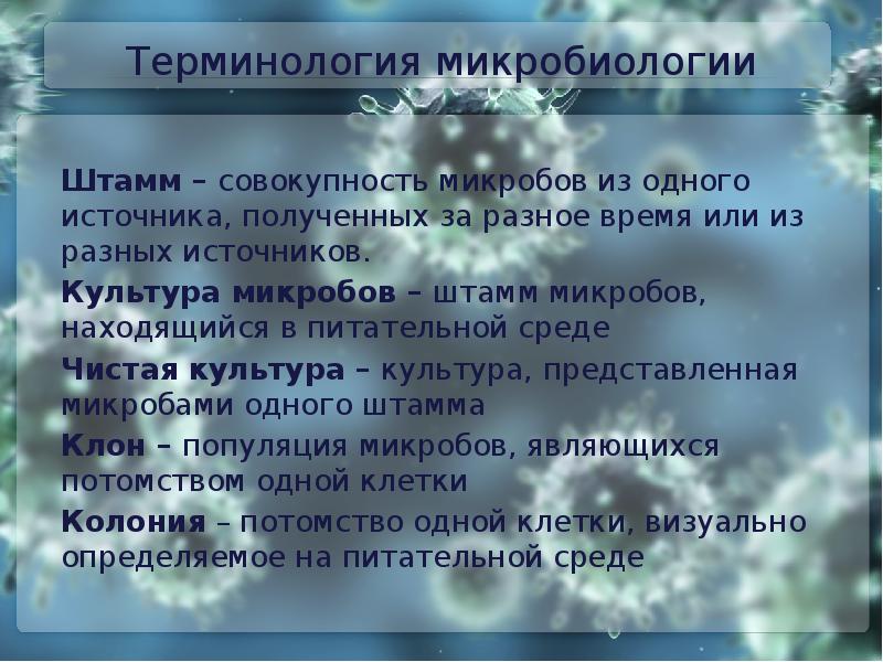 Колония это микробиология. Понятие о чистой культуре бактерий. Терминология микробиологии. Понятие о чистой культуре микроорганизмов.