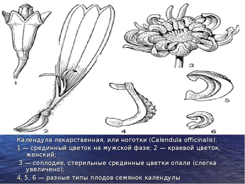 Строение календулы схема