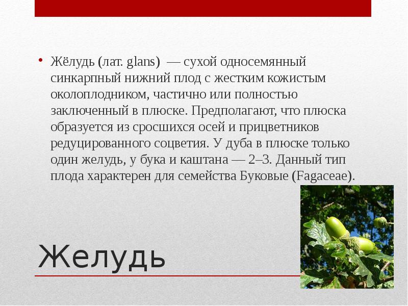 Сочинение 3 класс плоды. Доклад о плодах. Желудь сухой односемянный плод. Плод дуба Желудь доклад. Желудь плод описание.