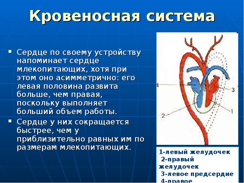 Сердце у млекопитающих схема