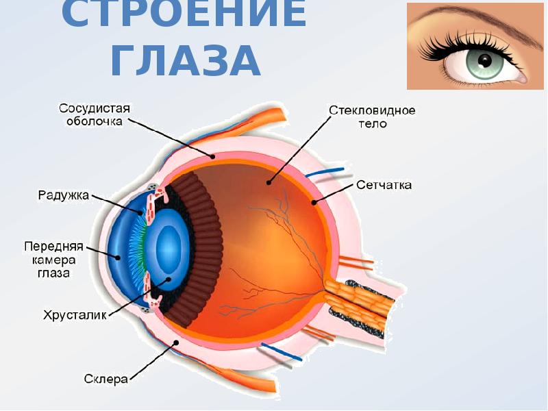 Изображение видимых предметов формируется на а роговице б радужке