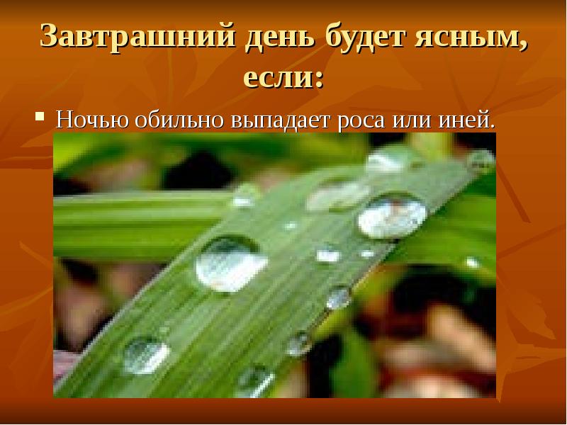 Утром роса выпадает. Роса выпадает. Как выпадает роса. Ночью выпадает обильная роса. Почему выпадает роса.