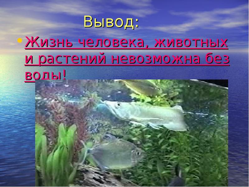 Вода в жизни животных. Вода источник жизни растений. Без воды невозможна жизнь на земле. Растения и животные без воды. Вода растениям и животным.