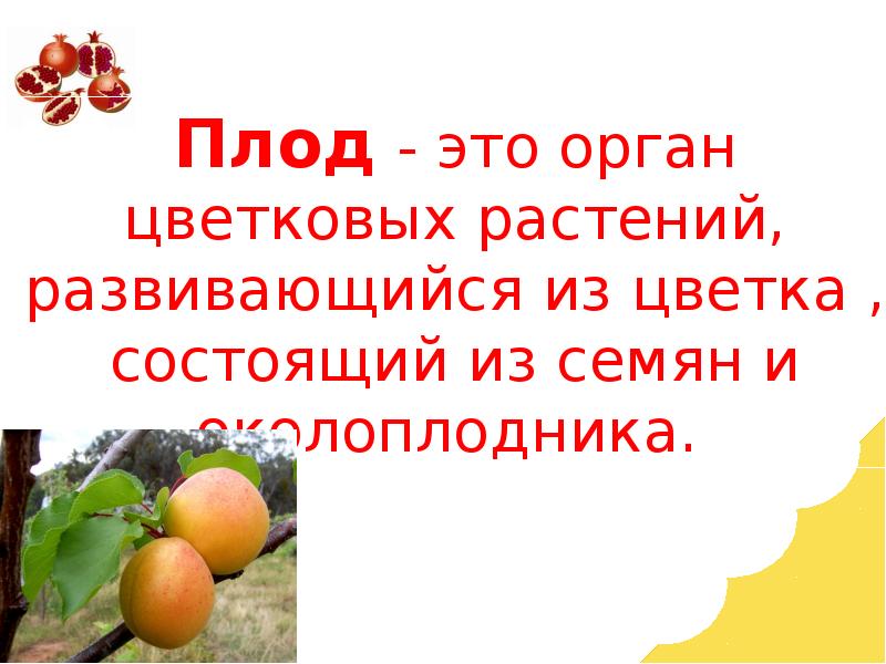 Презентация по биологии 6 класс плоды