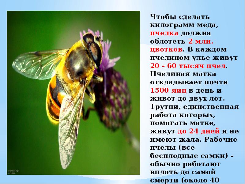 Насекомое пчела 2 класс. Факты о пчелах. Интересное о пчелах. Интересные факты о пчелах. Интересные факты о пчелах для детей.