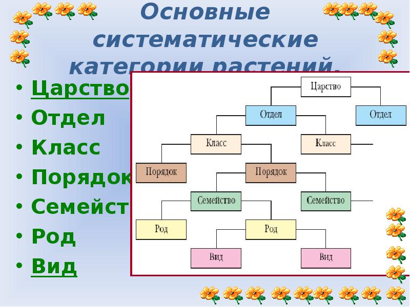 Впишите в схему классификация растений понятия соответствующие систематической группе