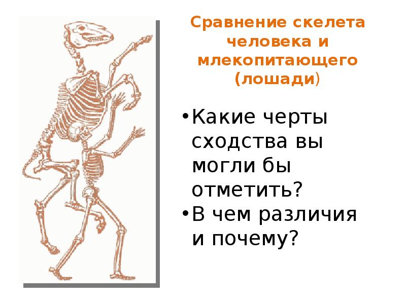 Отличие человека от животного скелет. Сходство скелета человека и млекопитающих. Сходство в скелете лошади и человека. Сравнение скелета человека и млекопитающего. Сходство скелета человека и млекопитающих животных.