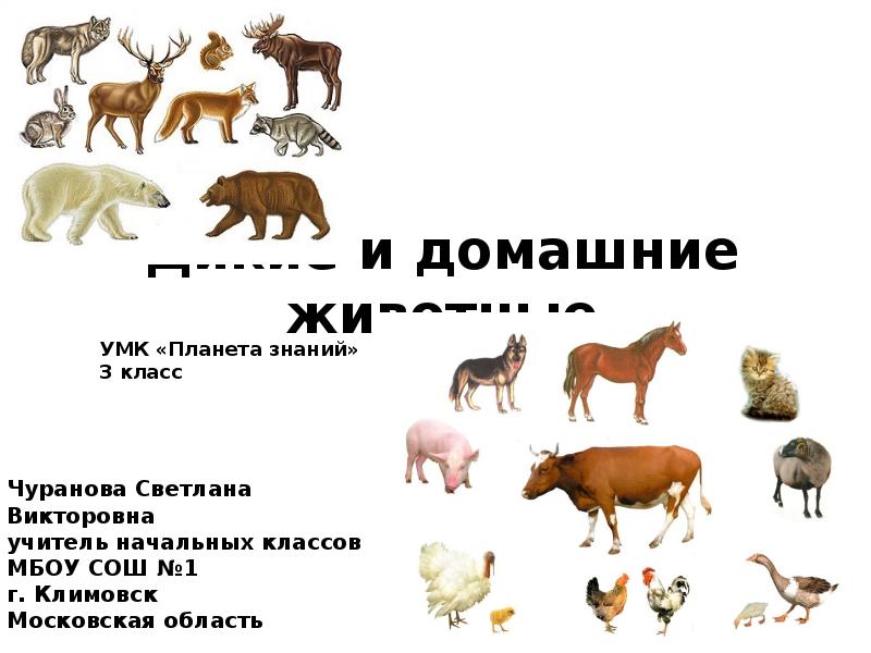 Чем отличаются домашние животные от диких