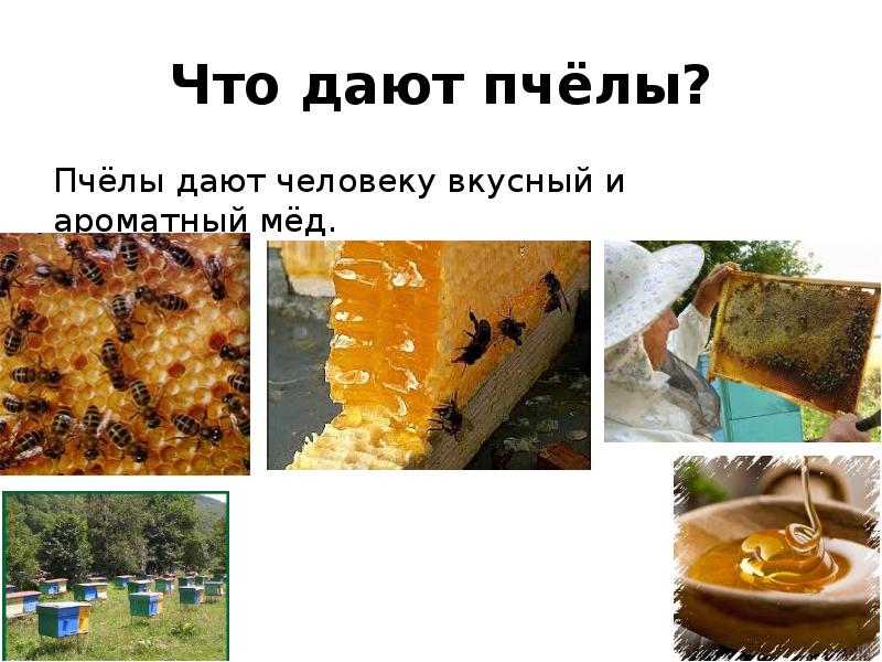 Какие продукты дают пчелы. Что даёт Пчеловодство. Что дают пчелы человеку. Что дает людям Пчеловодство. Чиюто даёт пчеловодства.