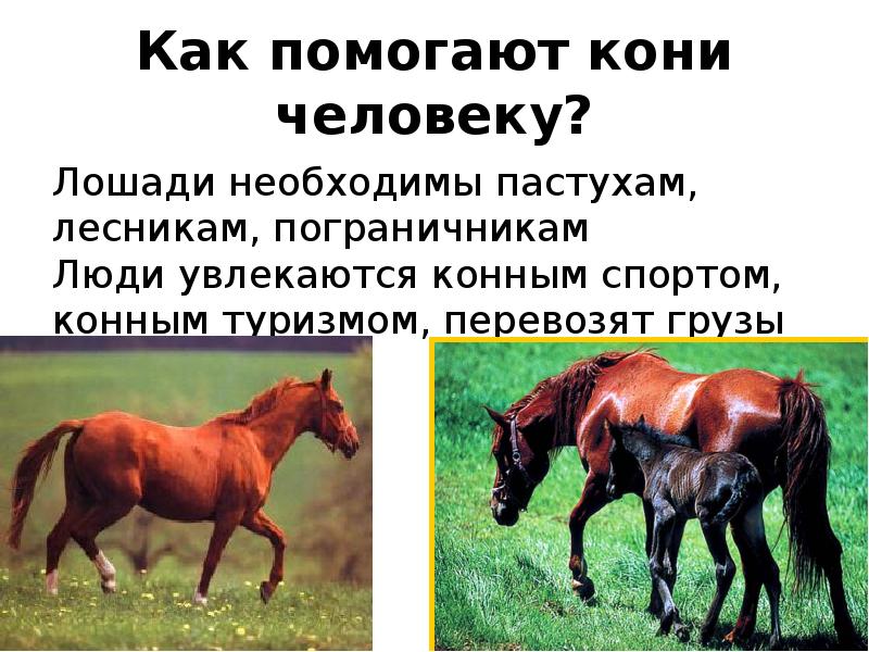 Лошадь доклад 3 класс. Презентация на тему лошади. Проект на тему коневодство. Лошадь помогает человеку. Доклад про лошадь.