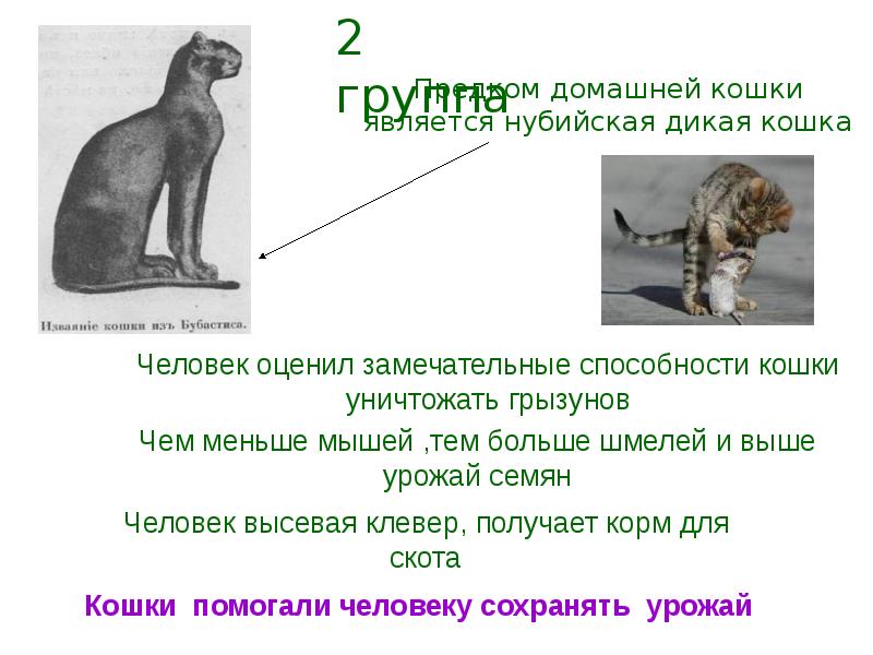 Является кошка. Предок домашней кошки. Дикий предок кошки домашней. Предок домашней кошки нубийская Дикая кошка. Прародители домашней кошки.