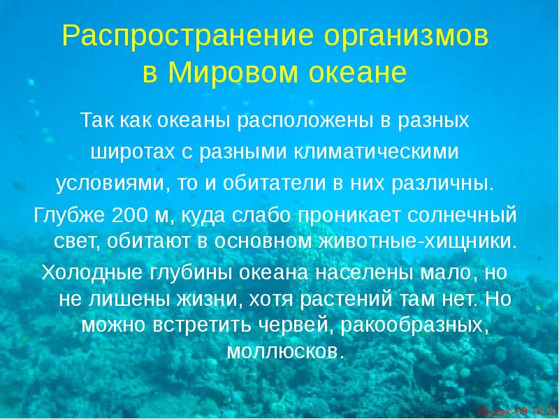 Распространение организмов  в Мировом океане  Так как океаны расположены